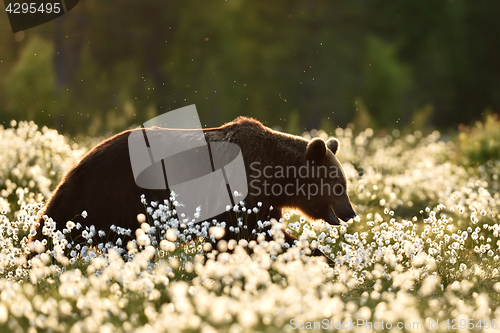 Image of Brown bear walking in cotton grass