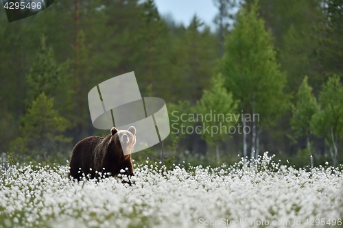 Image of Brown bear in blooming cotton grass