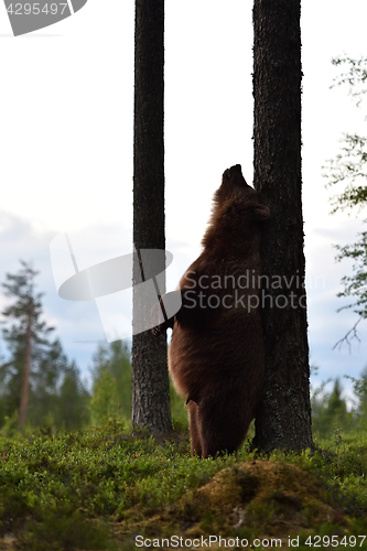 Image of Brown bear rubs his back against a tree. Bear standing. 