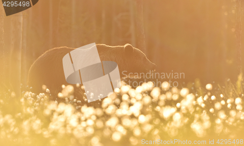 Image of Bear at sunset. Bear in the back light.