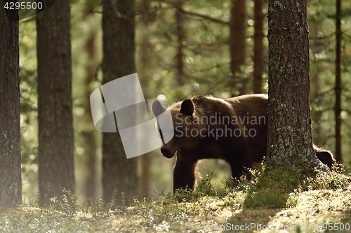 Image of Brown bear in summer forest