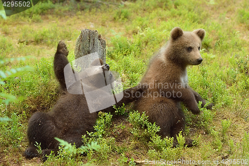 Image of Young bear cubs playing in forest