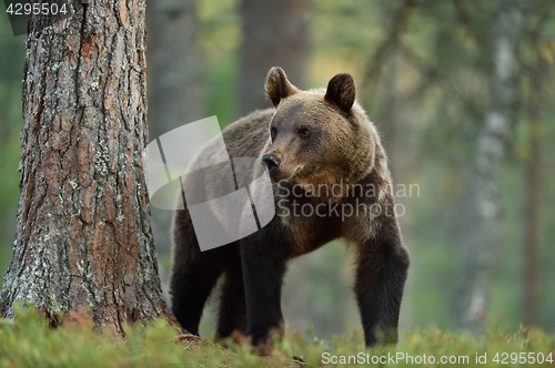 Image of Brown bear (ursus arctos)