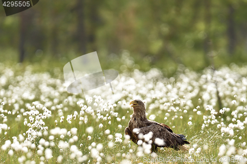 Image of White-tailed eagle in the bog 