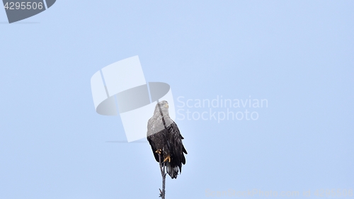 Image of Eagle on a tree, blue sky in the background. 