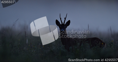 Image of Roe deer at night. 