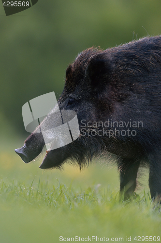 Image of Wild boar. Wild pig.