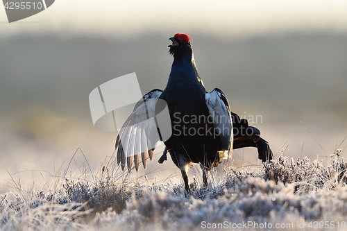 Image of Black Grouse calling