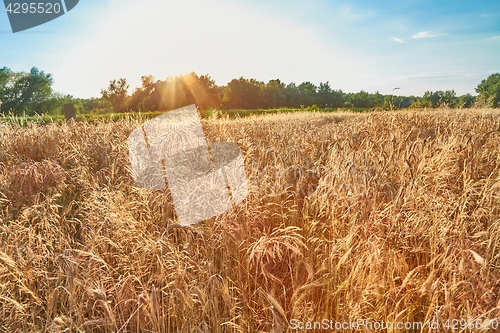 Image of Wheat field detail