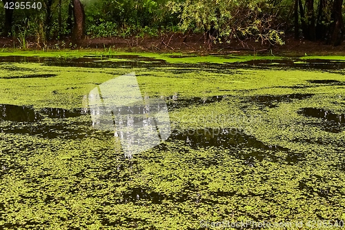 Image of Water surface with plants