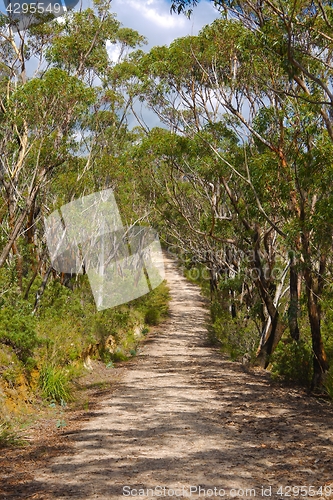 Image of Path in a forest