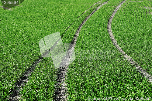 Image of green sprouts on an agricultural field