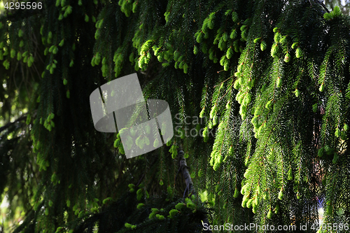 Image of branches of fir trees illuminated by the sun 