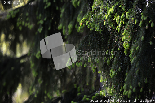 Image of branches of fir trees illuminated by the sun