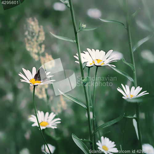 Image of Butterfly On a Daisy