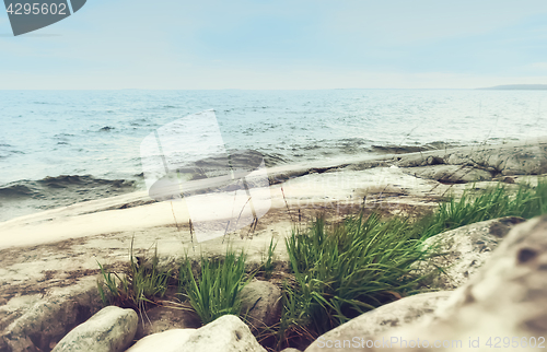 Image of Grass On a Rocky Seashore