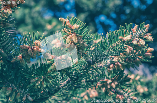 Image of Fir Branch With Cones