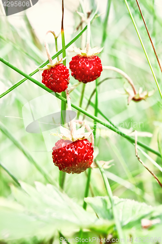 Image of Wild Strawberries Closeup