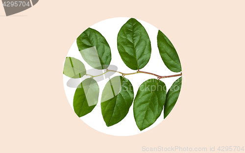 Image of green leaves on white over beige background