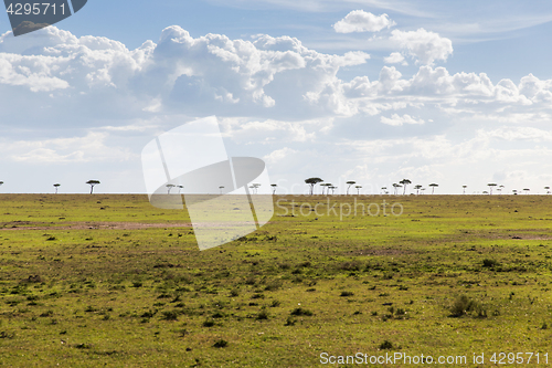 Image of acacia tree in savannah at africa