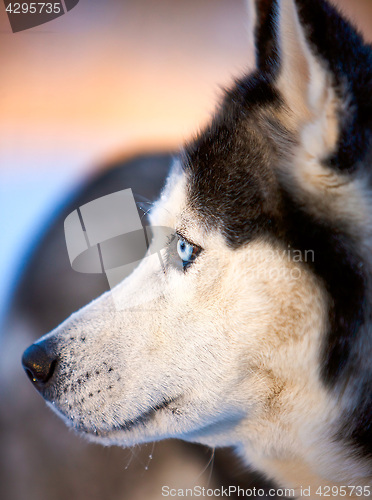 Image of Portrait of Siberian Husky