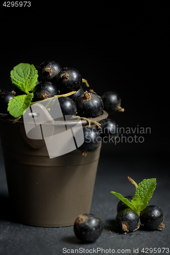 Image of Black currant  isolated 