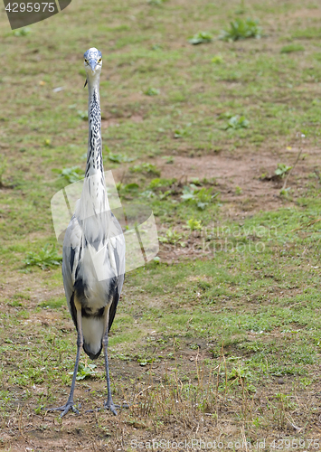 Image of Little Blue Heron