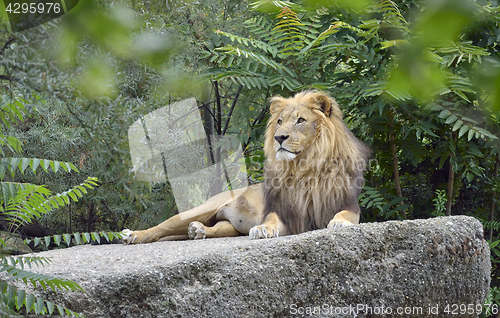 Image of Wild african lion