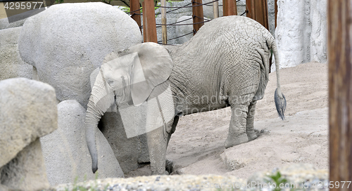 Image of baby elephant at zoo