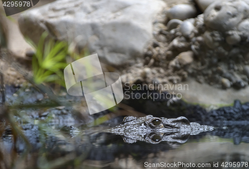 Image of Crocodile swimming in water