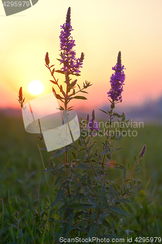 Image of Larkspur (Delphinium nuttallianum) 