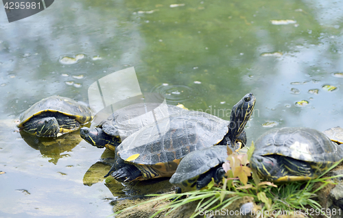 Image of Western painted turtle (chrysemys picta)