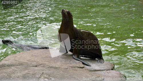 Image of Sea lion on rock