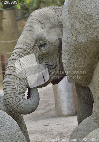 Image of baby elephant at zoo