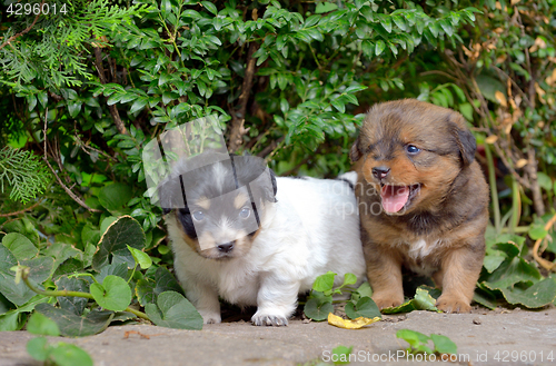 Image of Chinese puppy dogs 