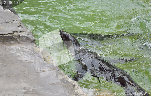 Image of Sea lion in water