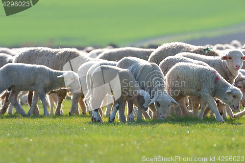 Image of Sheep and lambs 