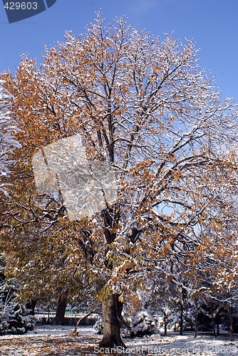 Image of Big tree