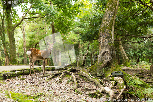 Image of Lovely Deer in a park