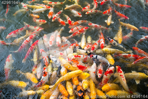 Image of Koi swimming in a water garden