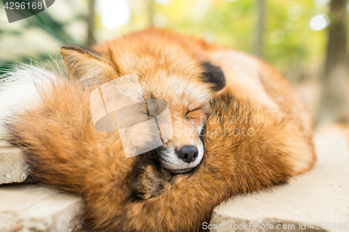 Image of Wild fox sleeping