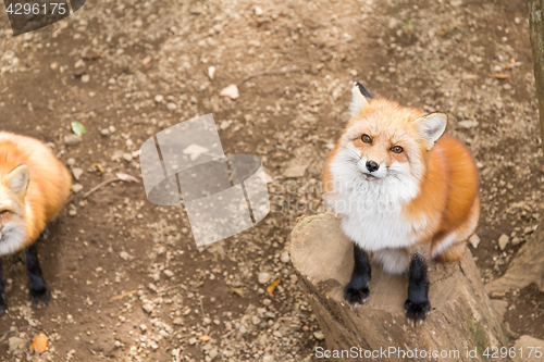 Image of Fox looking up