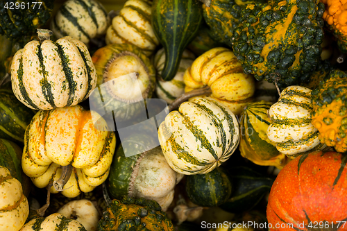 Image of Diverse assortment of pumpkin