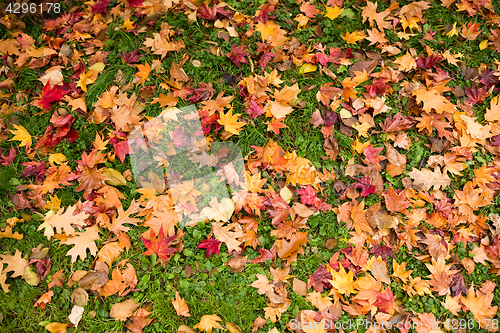 Image of Maple leaves in autumn