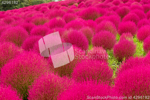 Image of Red Bassia scoparia