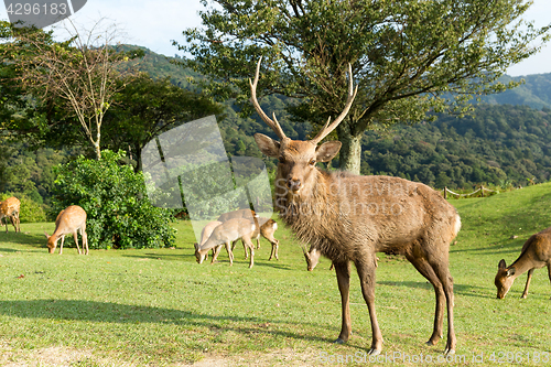 Image of Stag deer