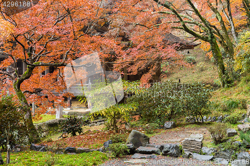 Image of Maple tree in Japanese garden