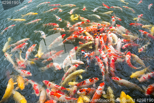 Image of Koi swimming in a water garden