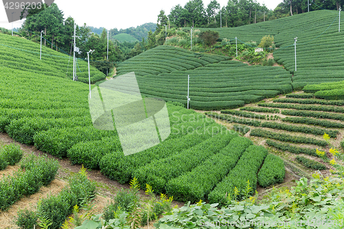 Image of Tea farm