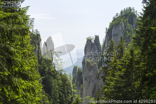 Image of Pine trees on rocky walls